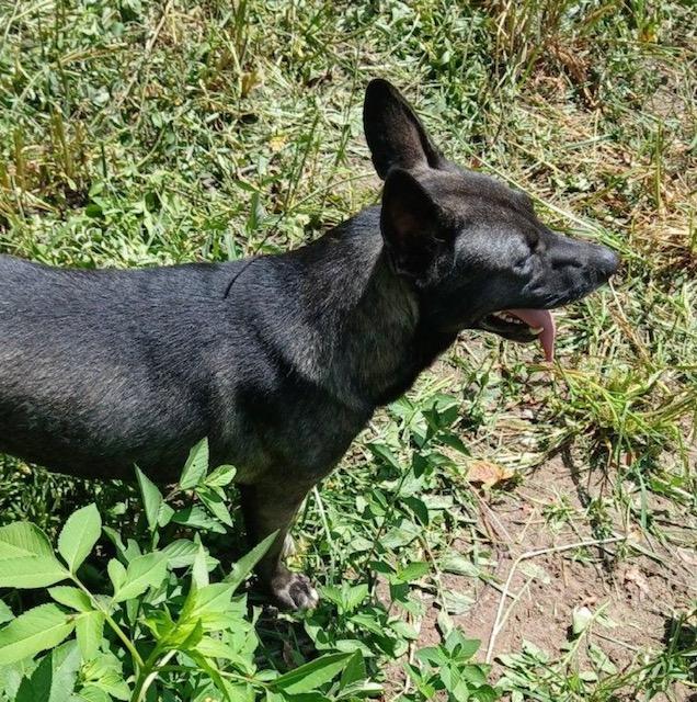 Reno, a Adoptable mixed breed in Cairo, GA image 1/3