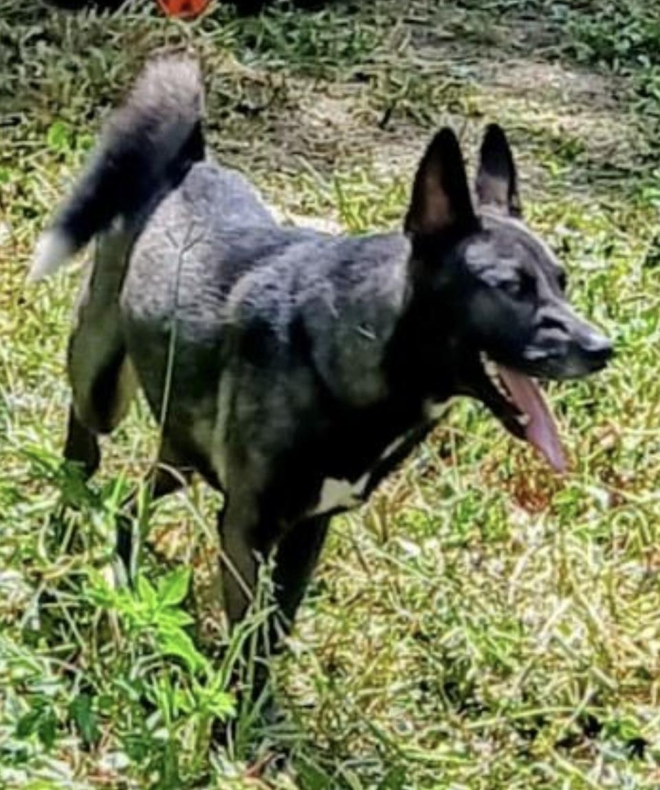 Reno, a Adoptable mixed breed in Cairo, GA image 2/3