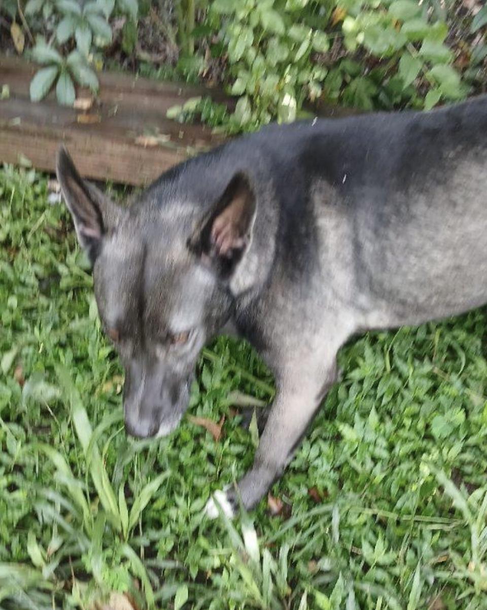 Reno, a Adoptable mixed breed in Cairo, GA image 3/3