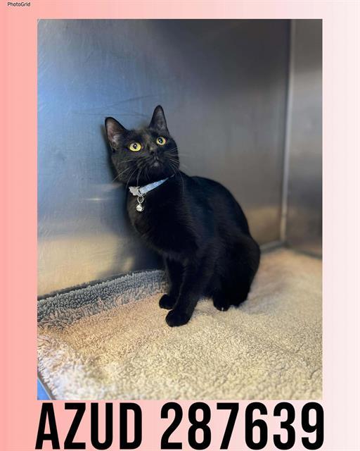 AZUD, Adoptable, Young Female Domestic Medium Hair.