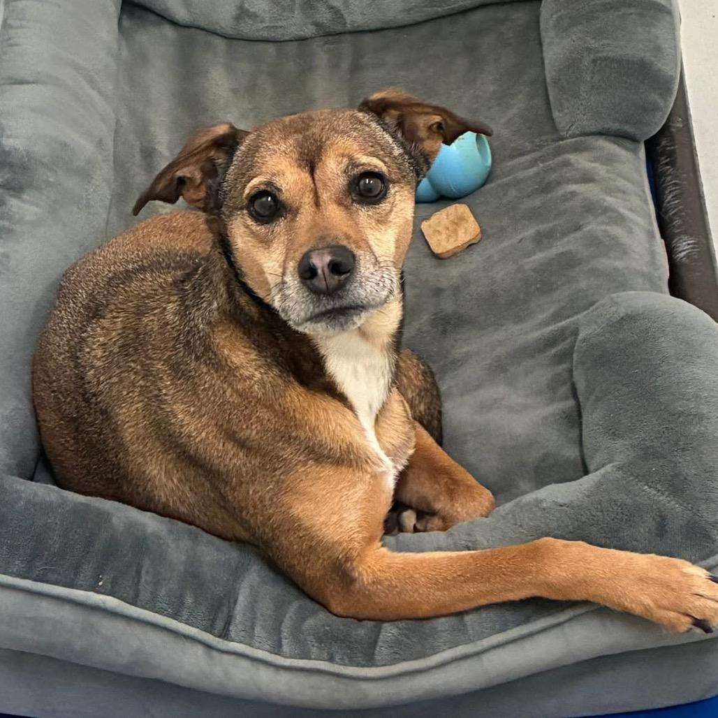 Ashe, Adoptable, Senior Female Beagle.
