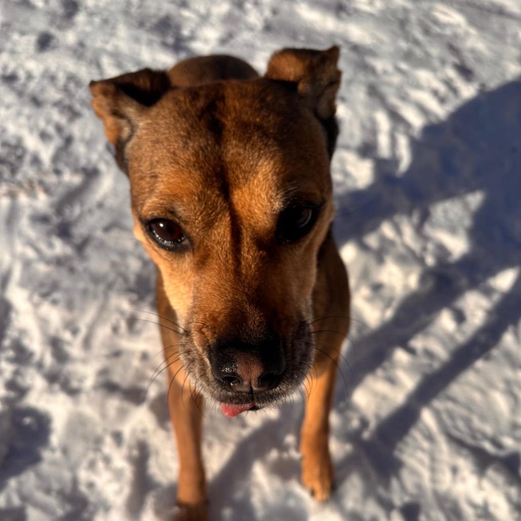 Ashe, a Adoptable Beagle in Quakertown, PA image 2/6