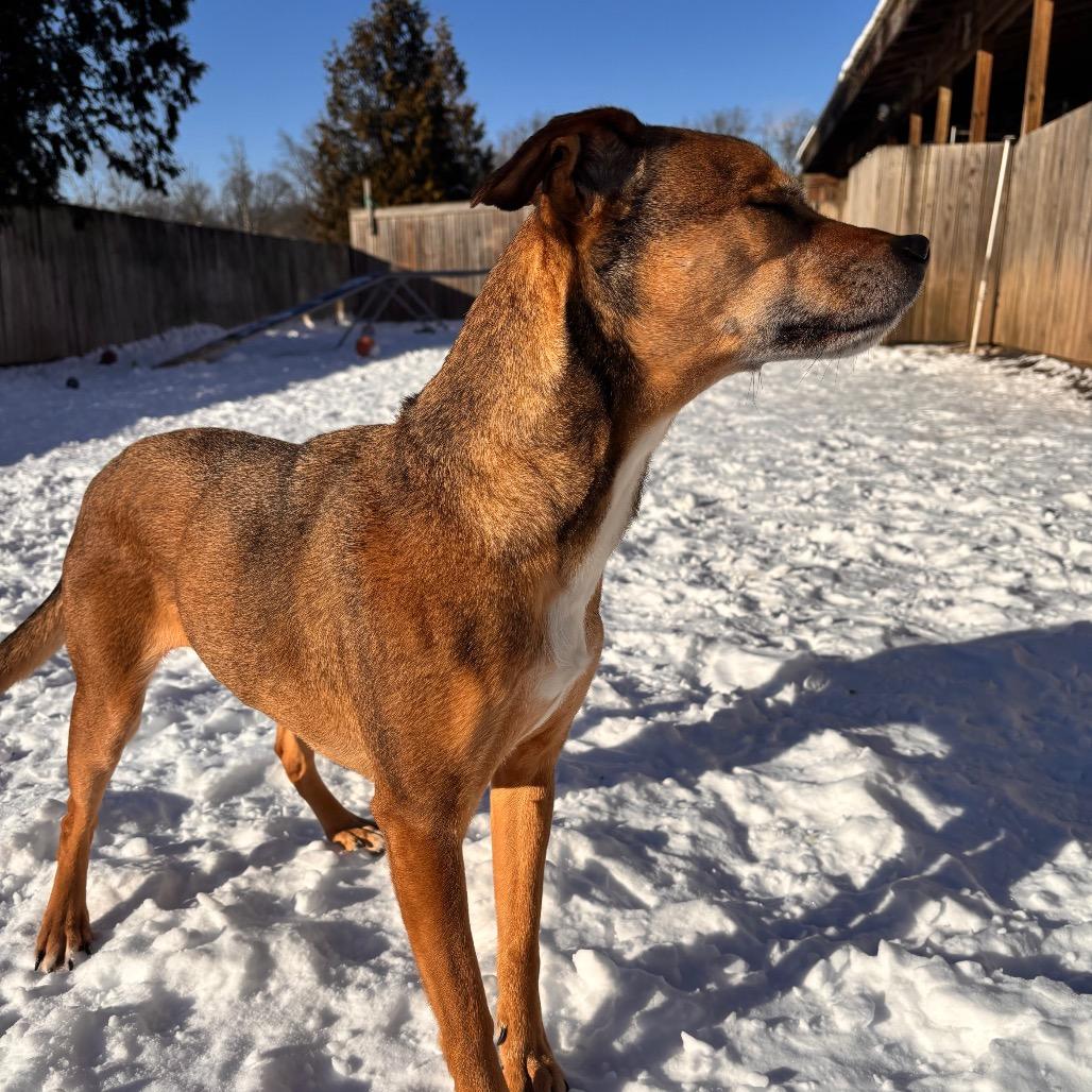 Ashe, a Adoptable Beagle in Quakertown, PA image 3/6