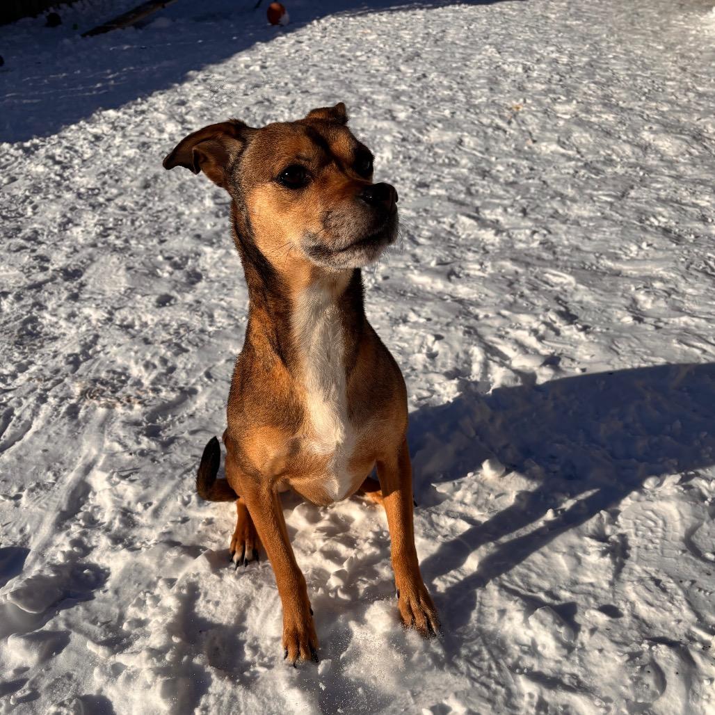 Ashe, a Adoptable Beagle in Quakertown, PA image 4/6