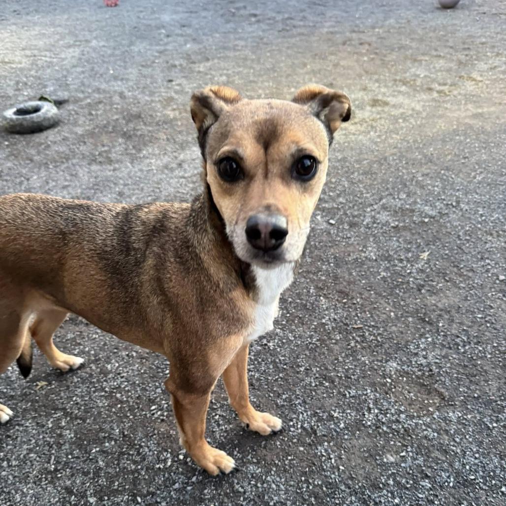 Ashe, a Adoptable Beagle in Quakertown, PA image 6/6
