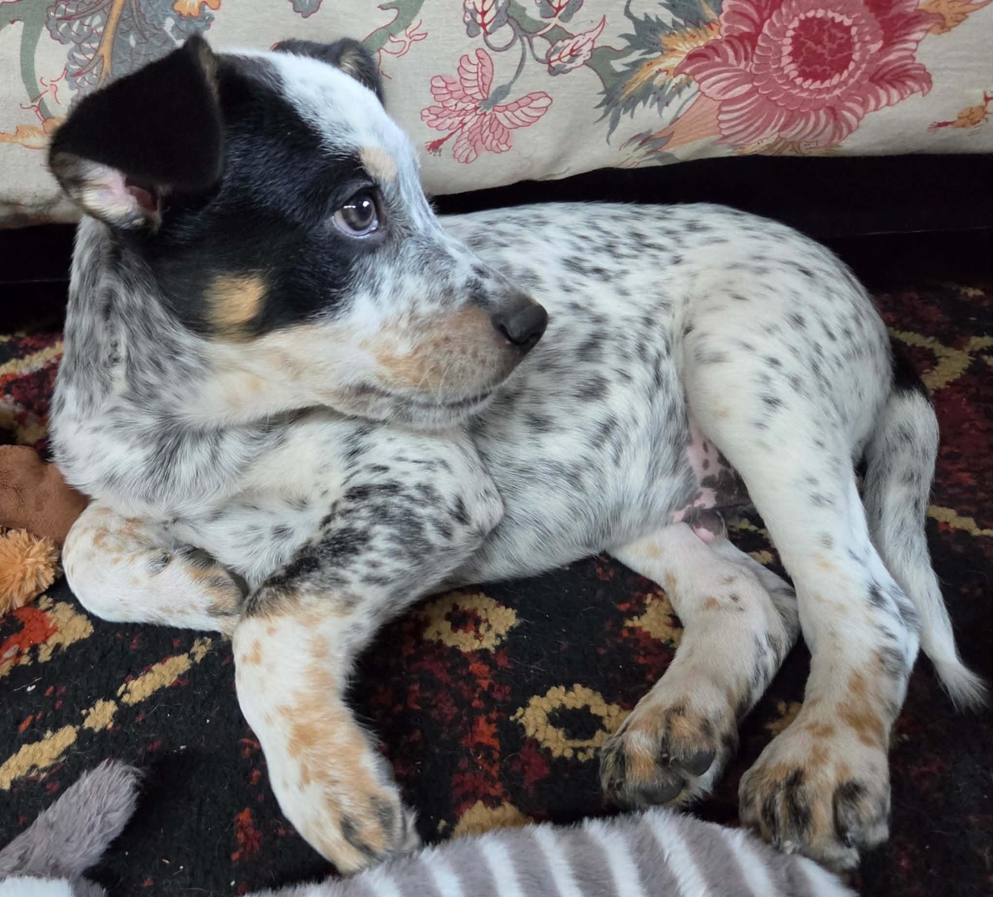 Chunky Monkey, adopted, Puppy Male Australian Cattle Dog / Blue Heeler.