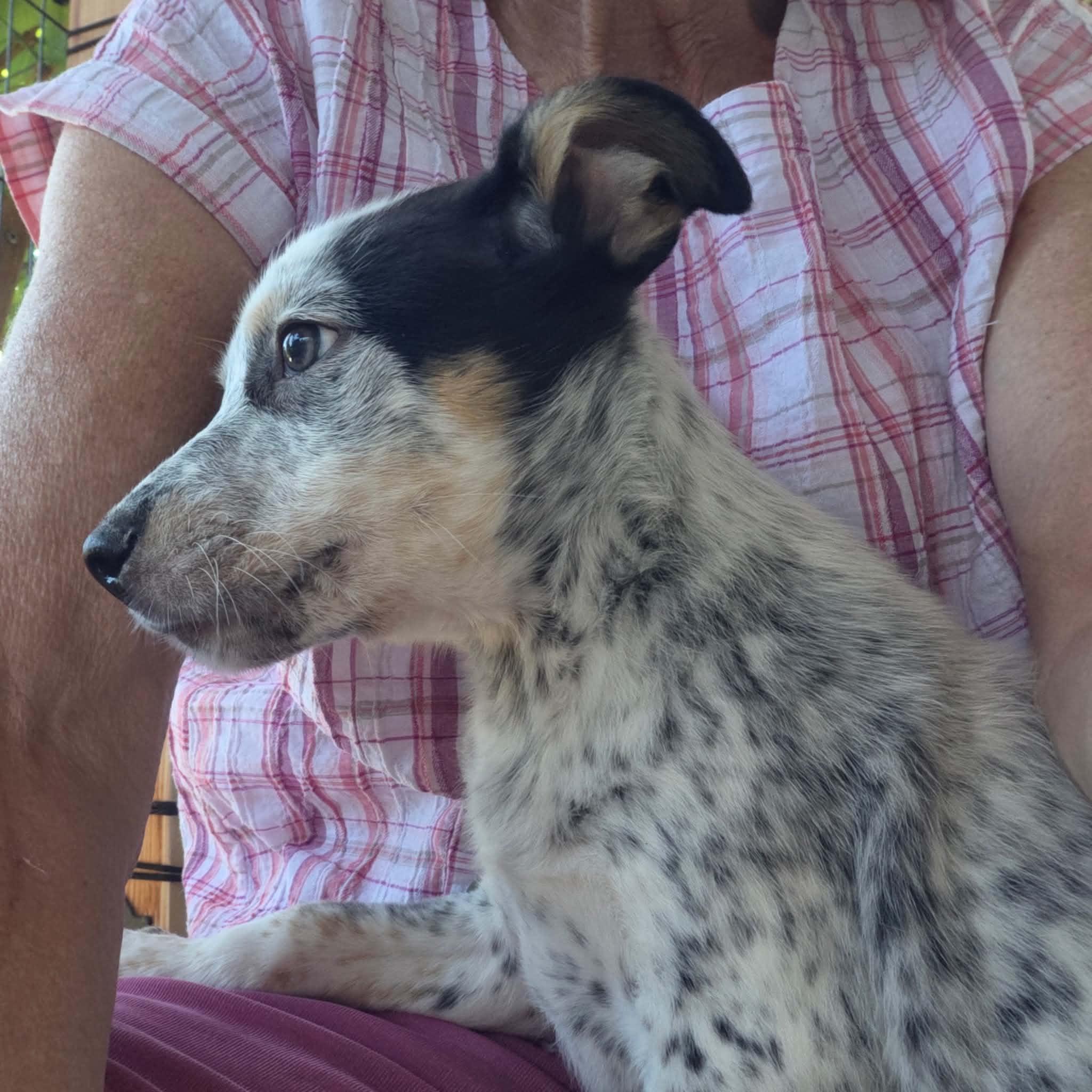 Enlarge Chunky Monkey, an adopted Australian Cattle Dog / Blue Heeler in Bend, OR image 3/4
