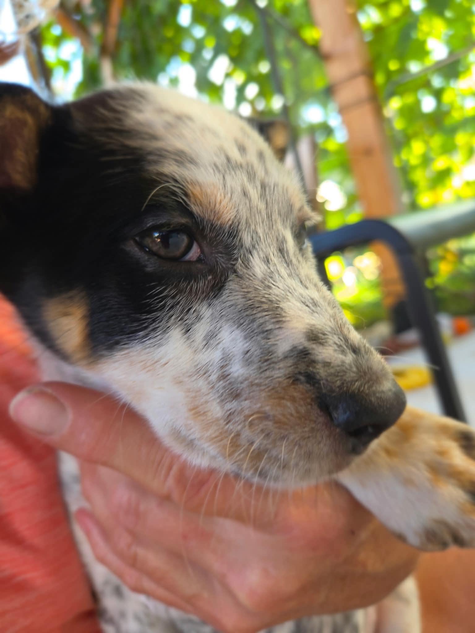 Enlarge Chunky Monkey, an adopted Australian Cattle Dog / Blue Heeler in Bend, OR image 2/4