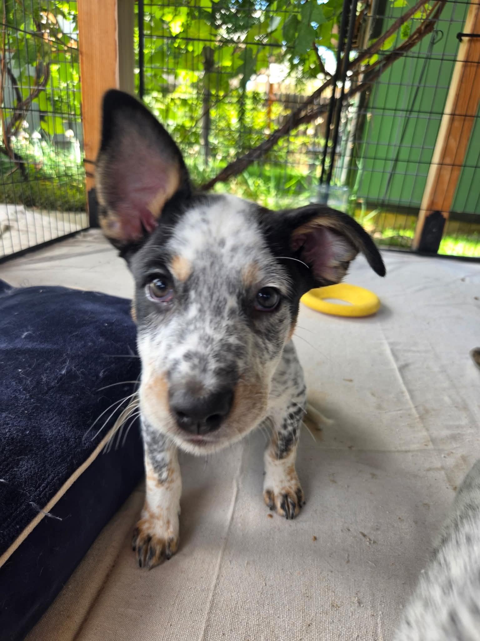 Enlarge Chunky Monkey, an adopted Australian Cattle Dog / Blue Heeler in Bend, OR image 4/4