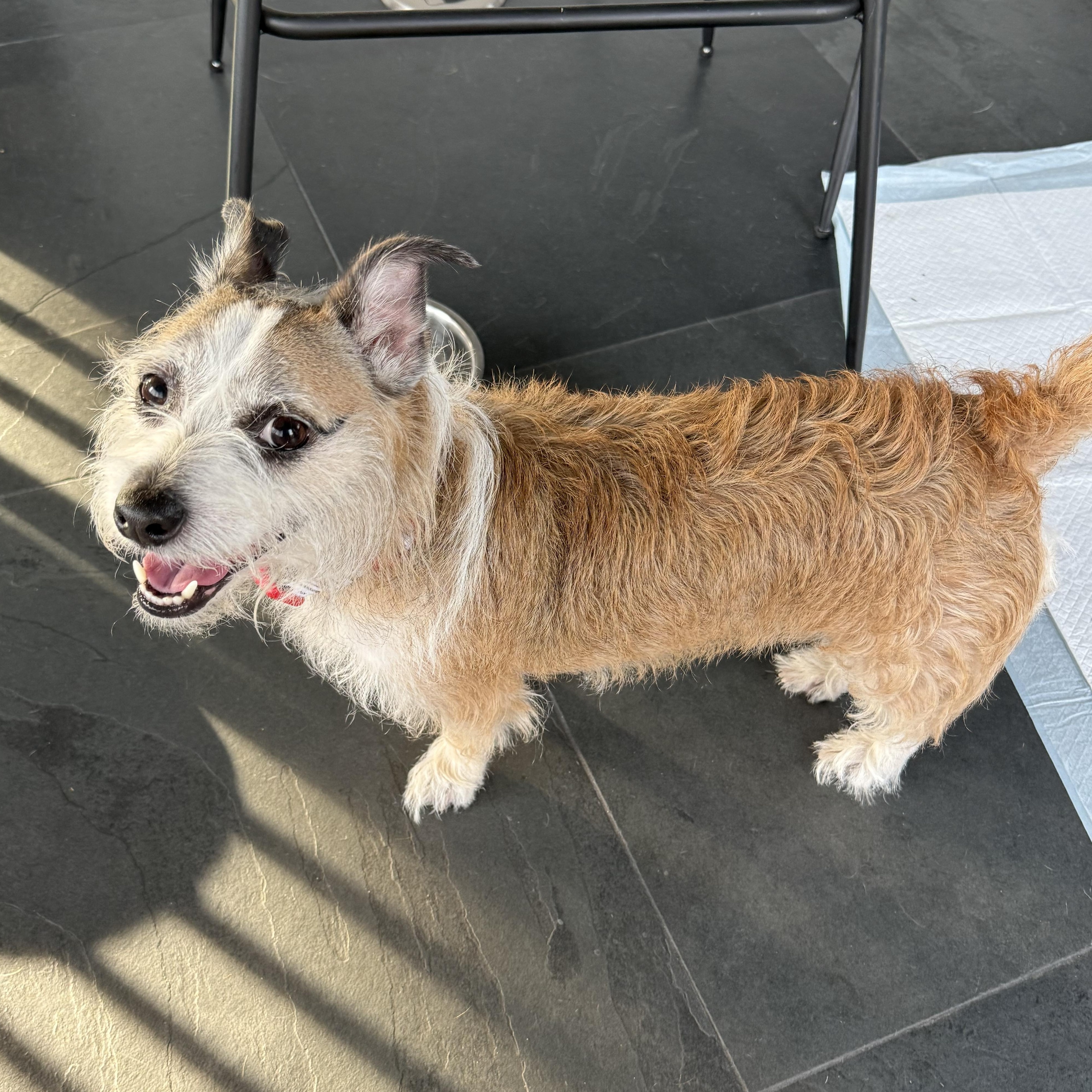 GINNY, a Adoptable mixed breed in El Segundo, CA image 4/6