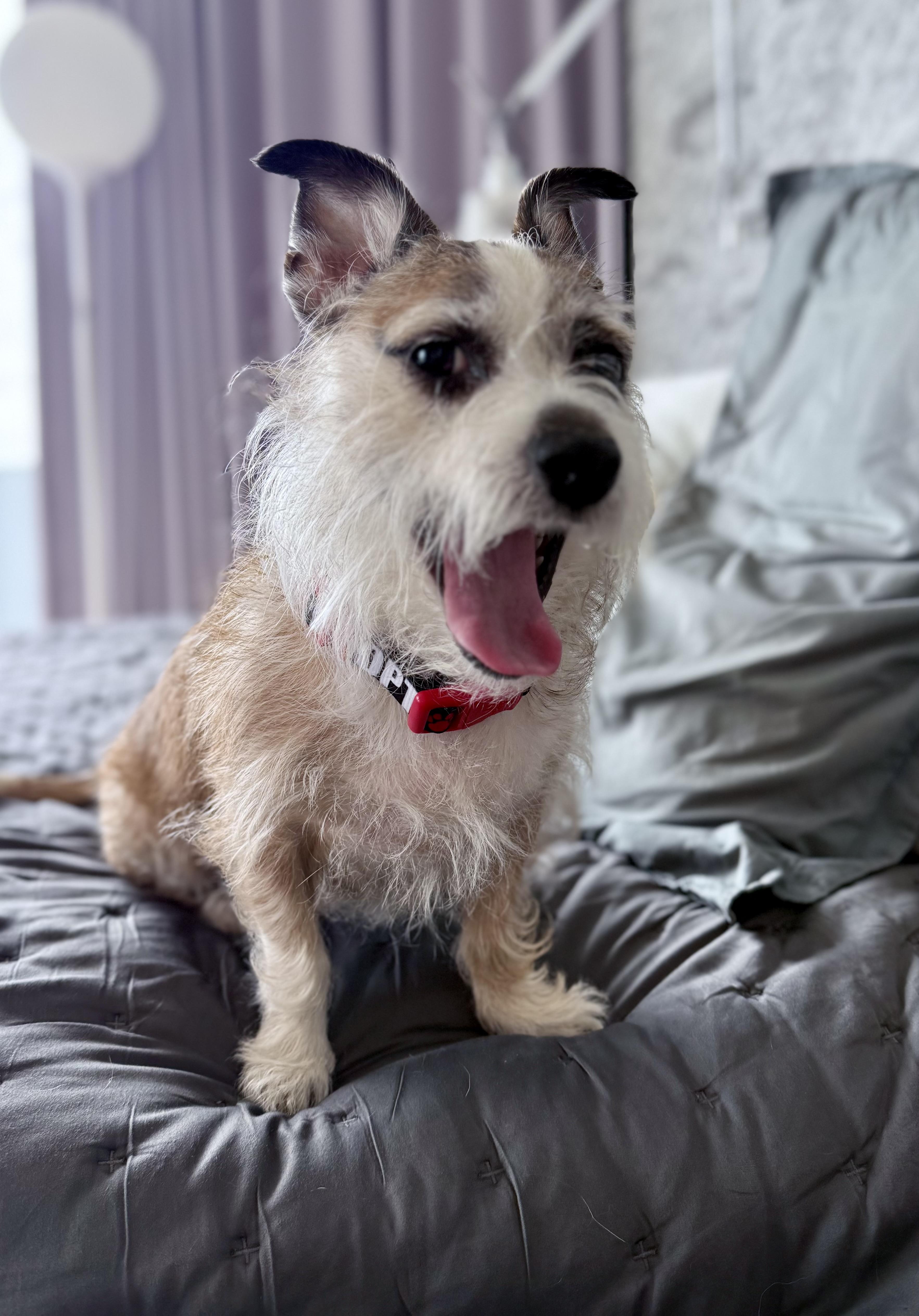 GINNY, Adoptable, Adult Female Corgi & Terrier.
