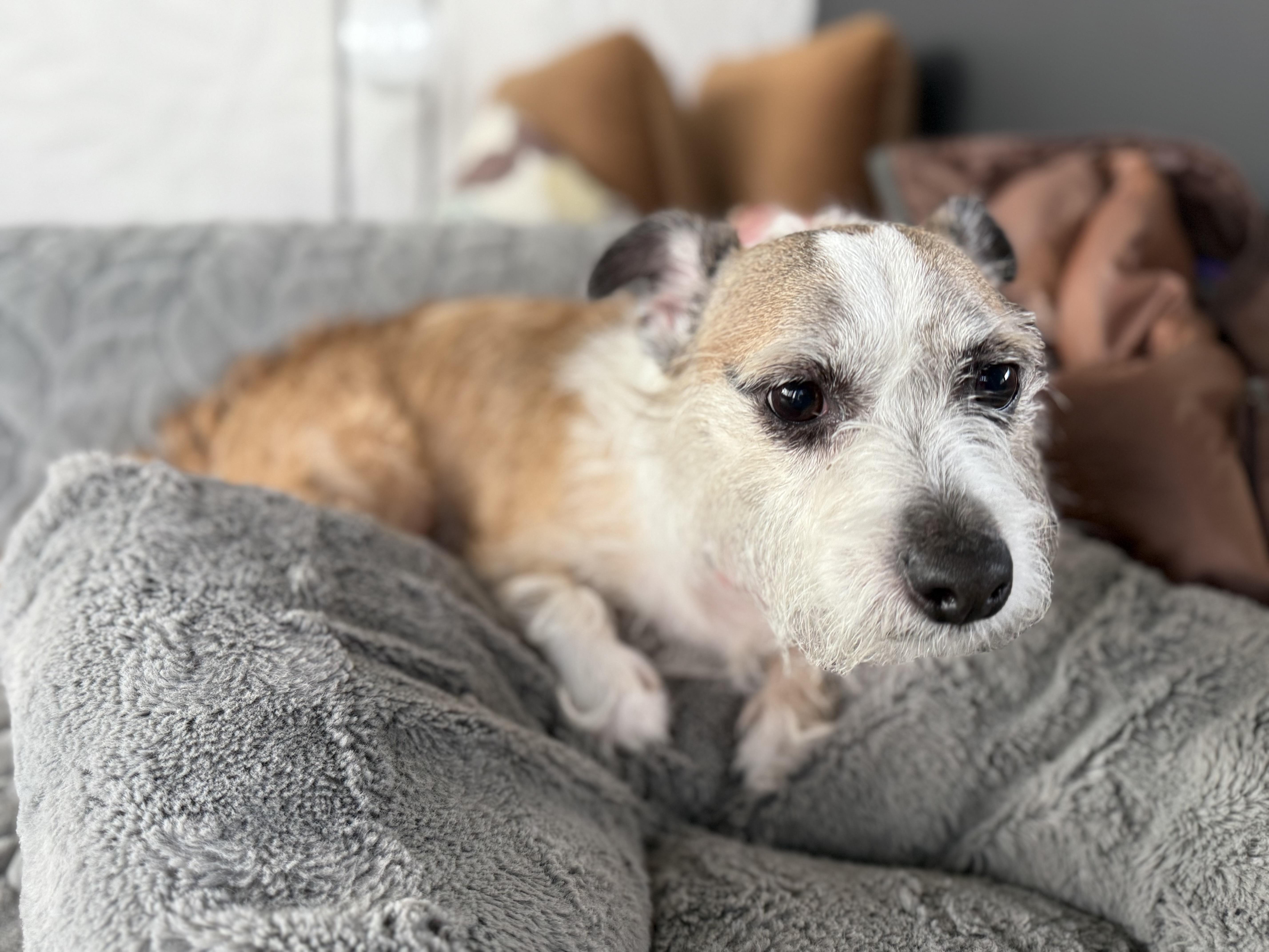 GINNY, a Adoptable mixed breed in El Segundo, CA image 3/6