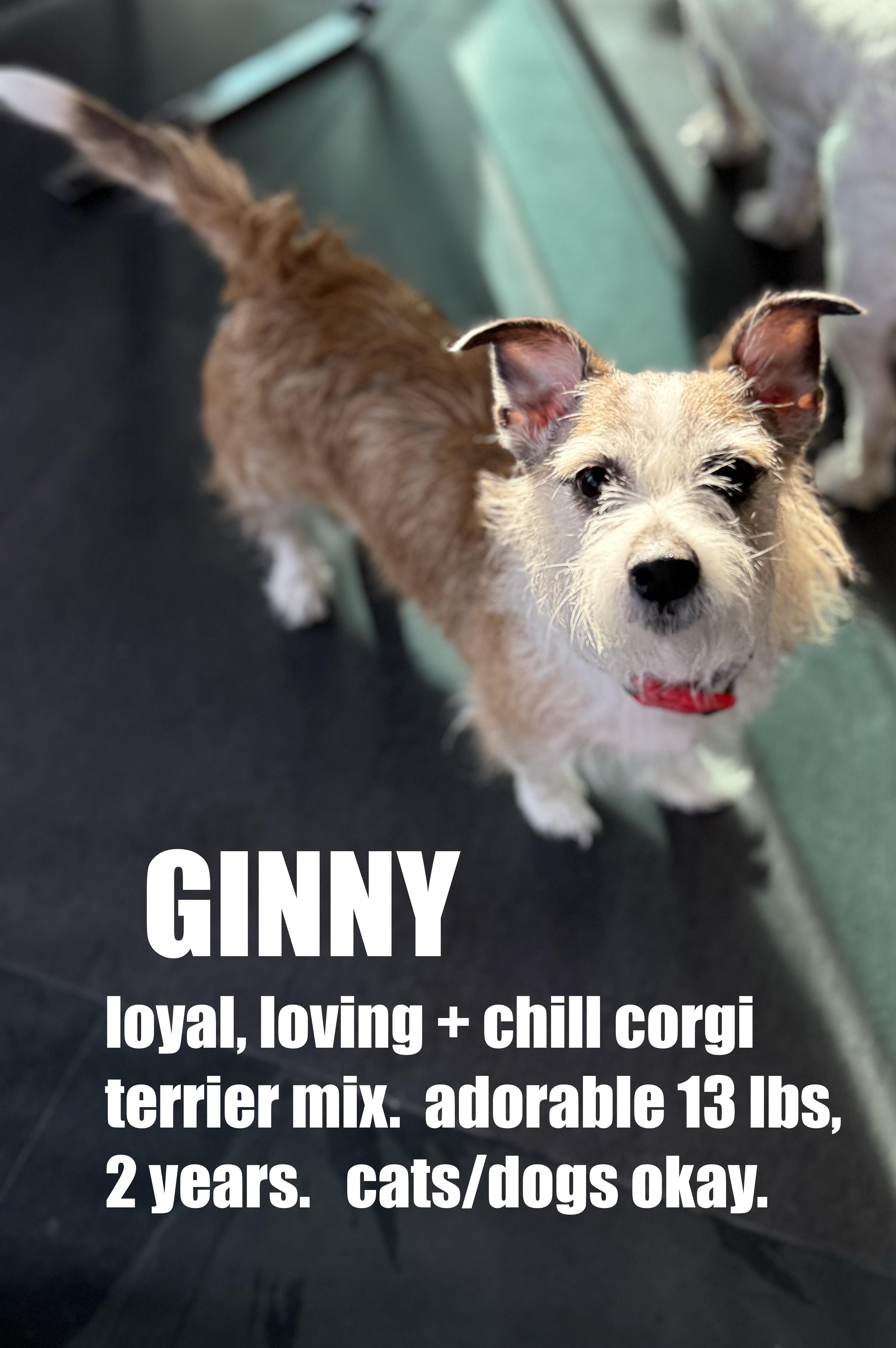 GINNY, a Adoptable mixed breed in El Segundo, CA image 2/6