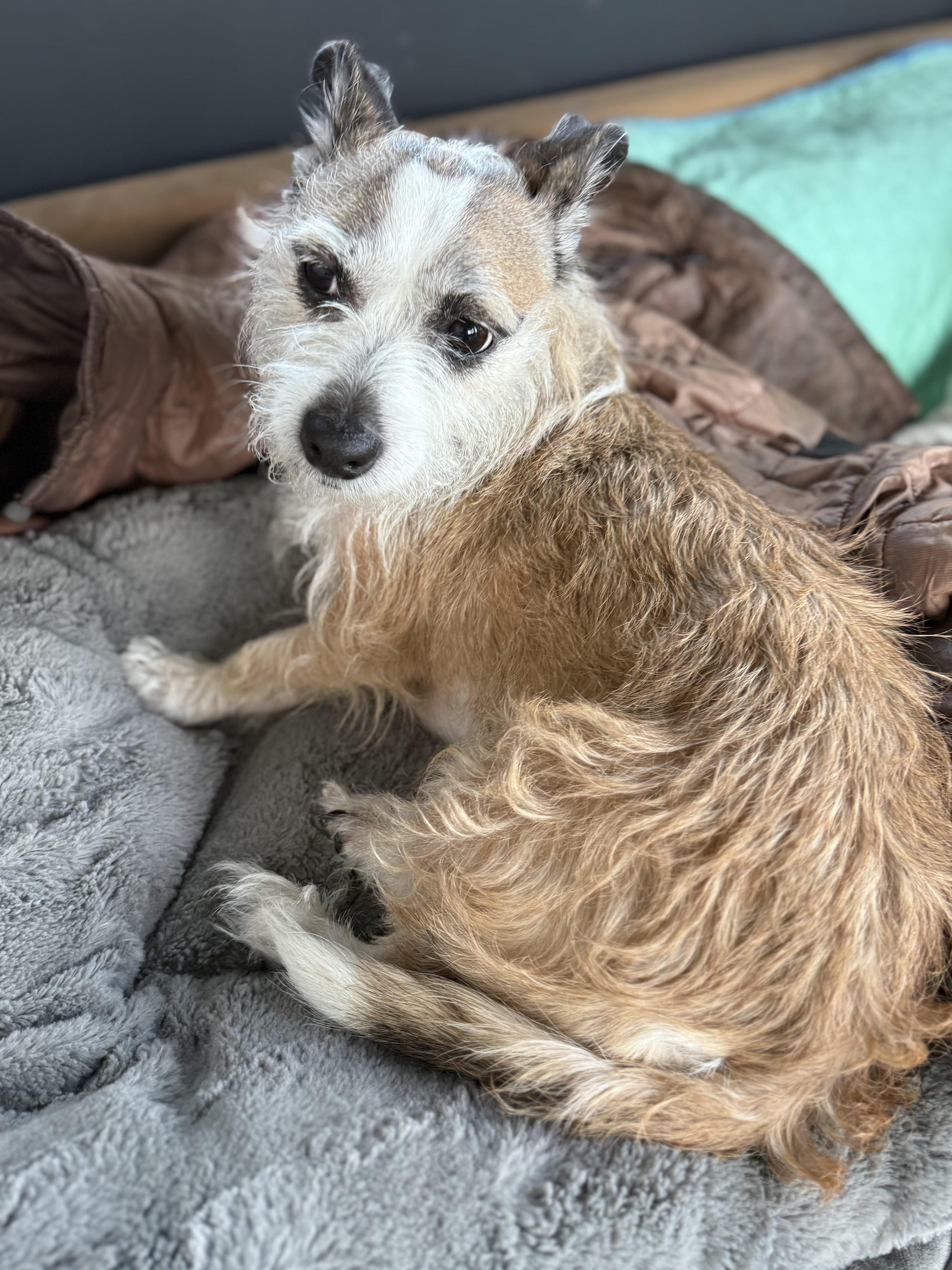 GINNY, a Adoptable mixed breed in El Segundo, CA image 5/6