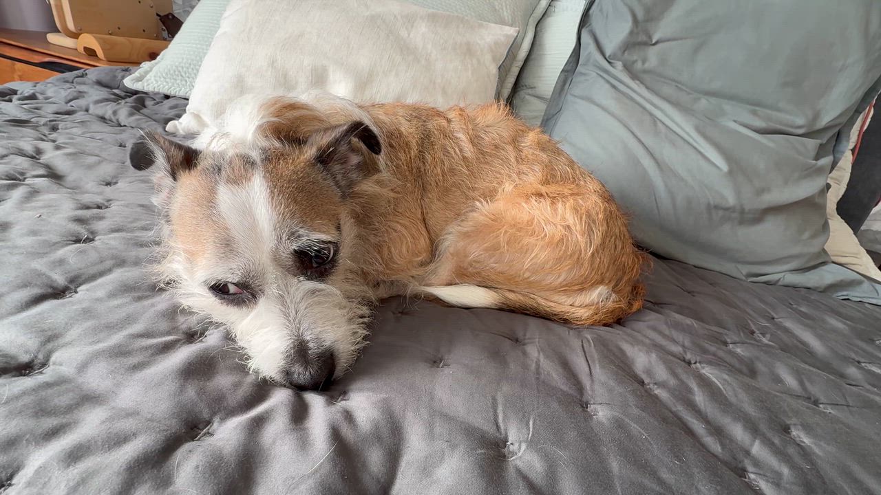 Enlarge GINNY, a Adoptable mixed breed in El Segundo, CA video 6/6