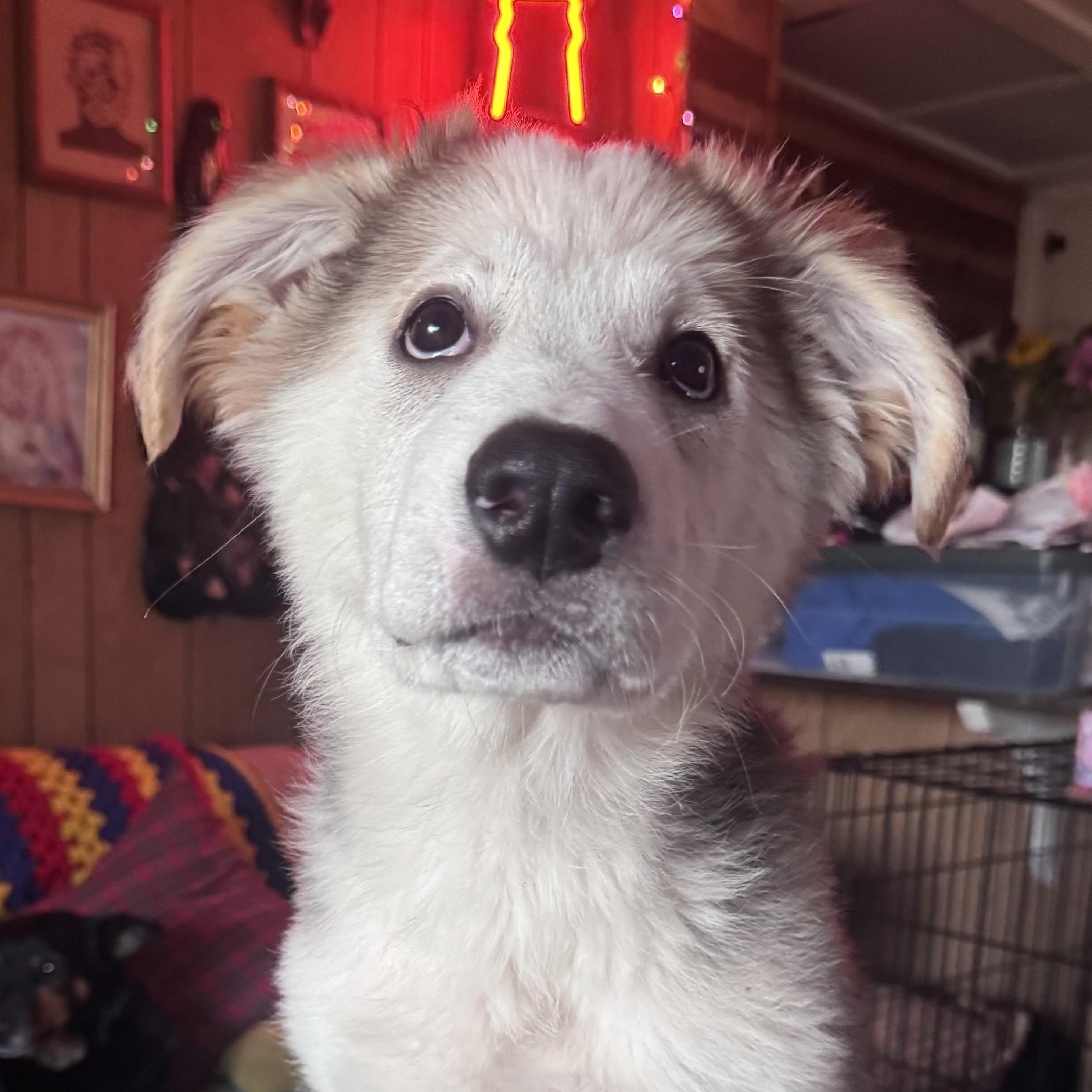 Star, Adoptable, Puppy Female Great Pyrenees & Chow Chow.