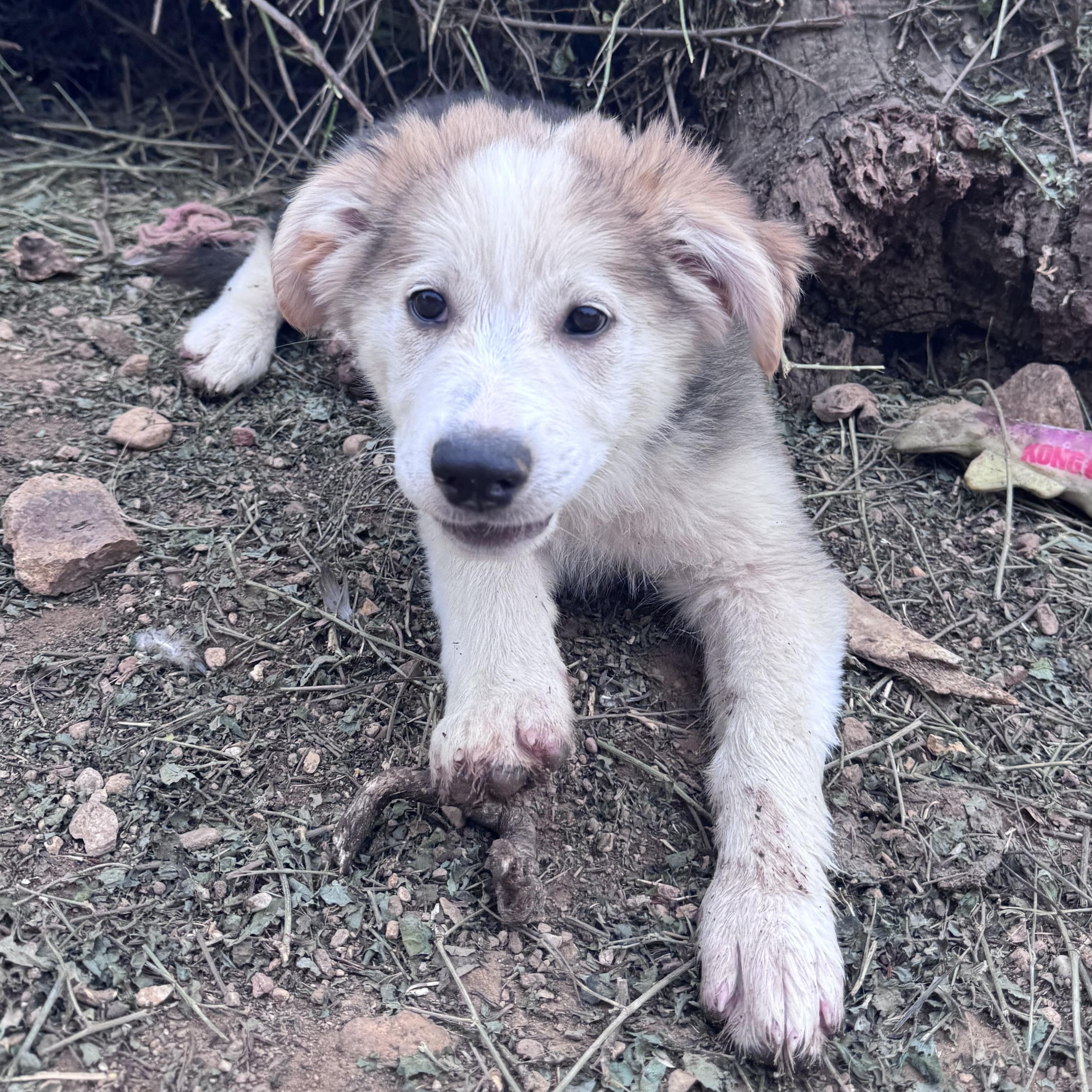 Enlarge Star, a Adoptable mixed breed in Whittier, CA image 4/4