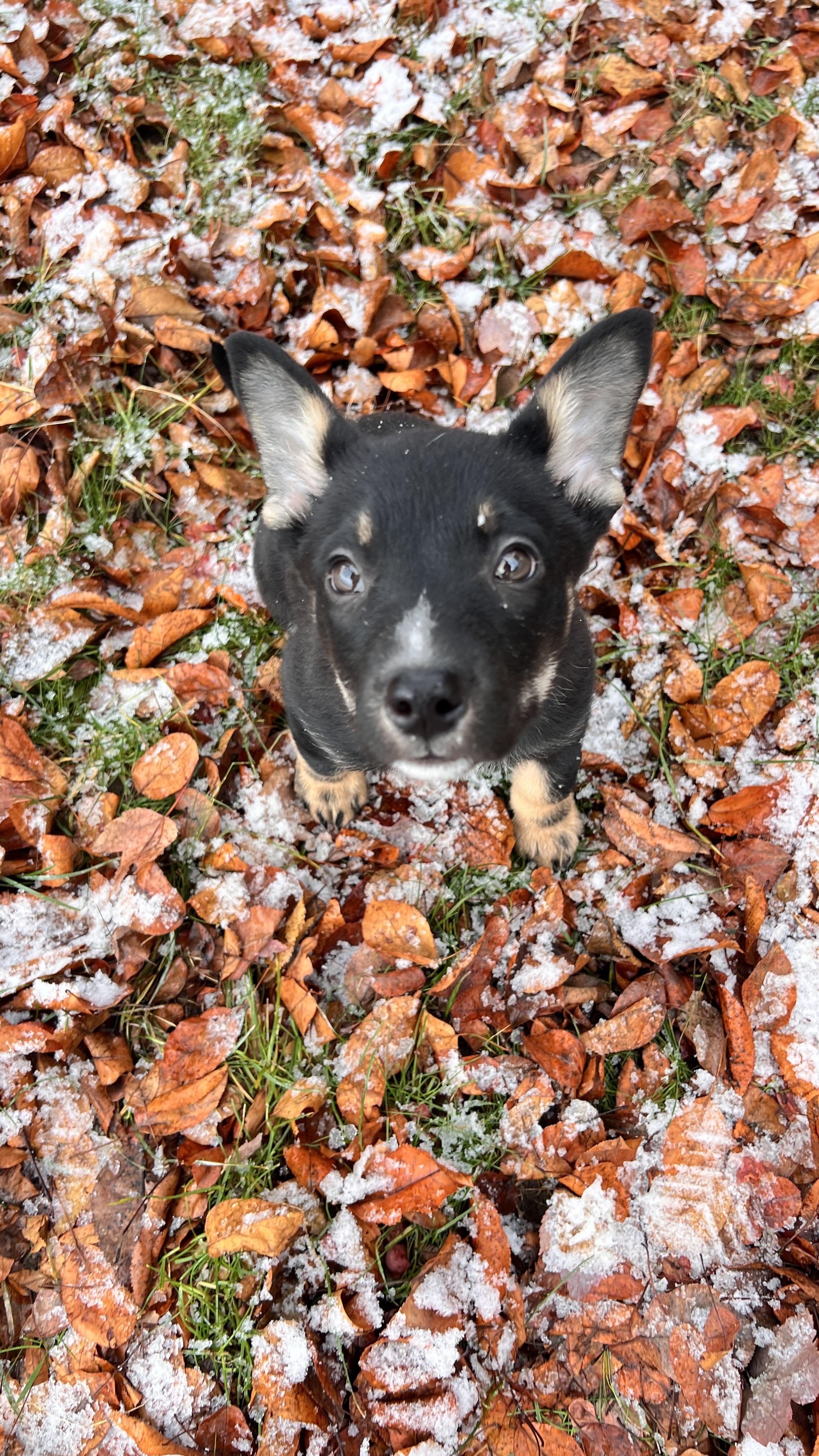 Enlarge Alisa, an adopted mixed breed in Bend, OR image 2/3