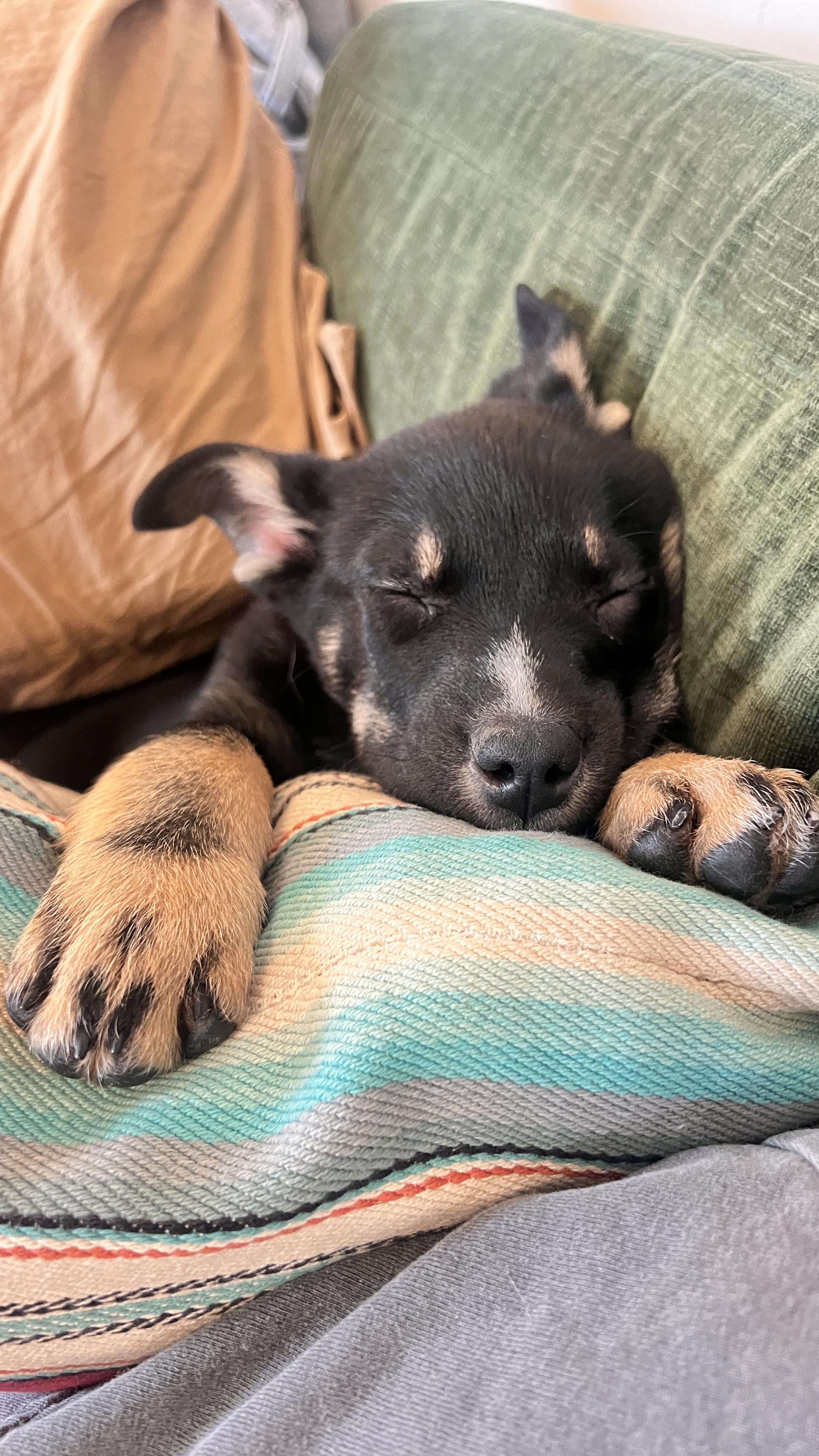 Enlarge Alisa, an adopted mixed breed in Bend, OR image 3/3