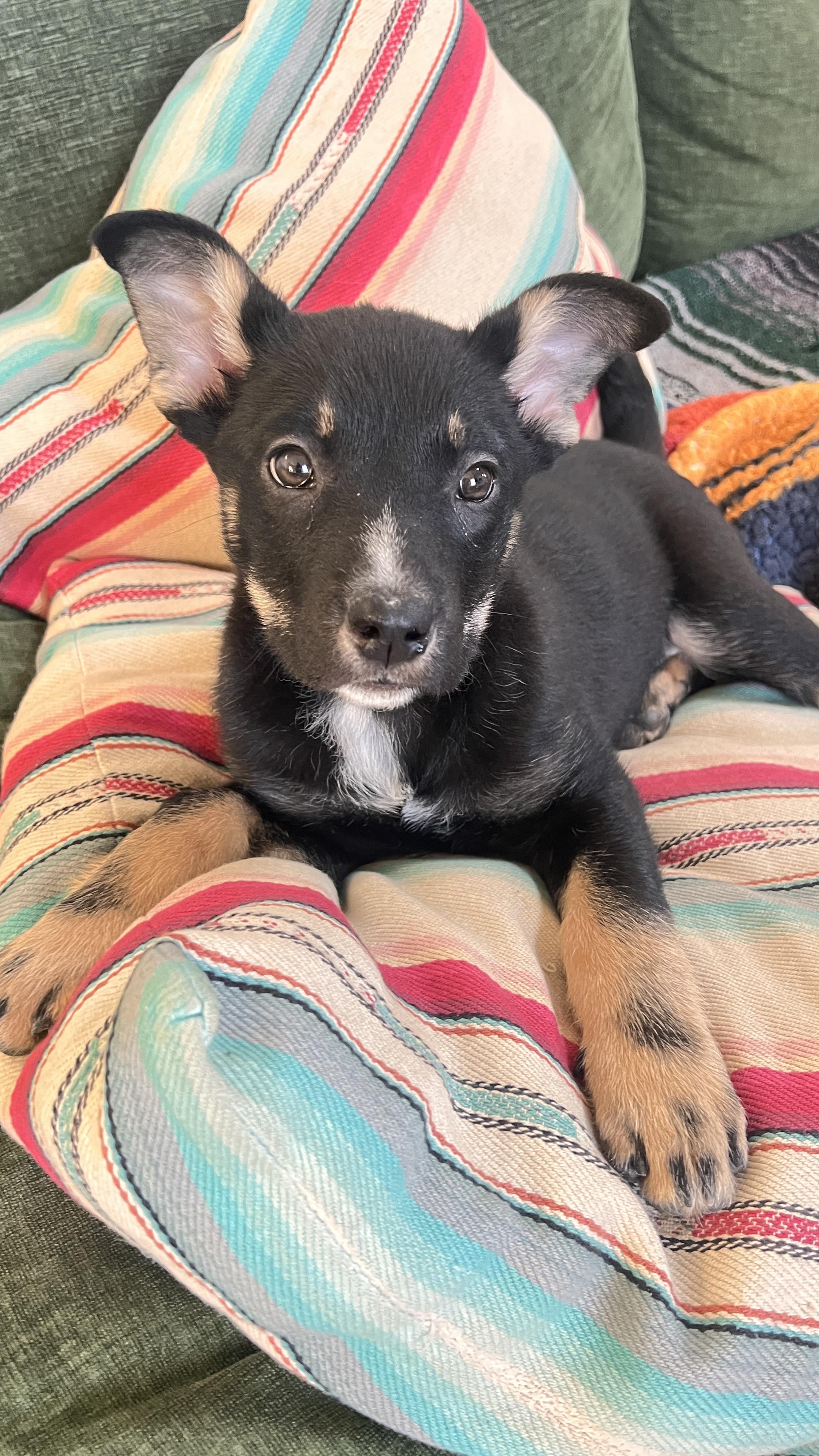 Enlarge Alisa, an adopted mixed breed in Bend, OR image 1/3