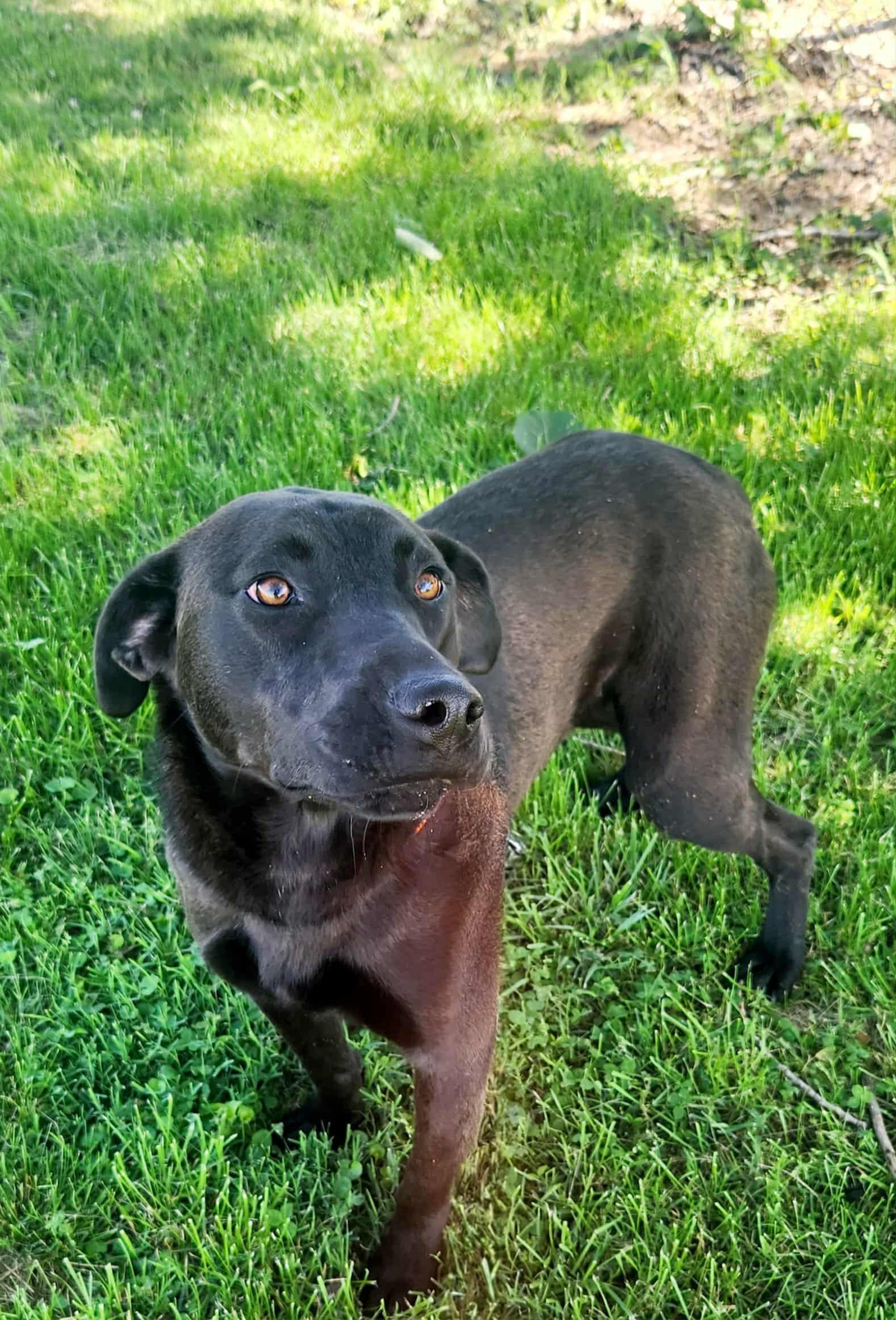 Enlarge Lennie, a Adoptable mixed breed in Greenville, KY image 1/4