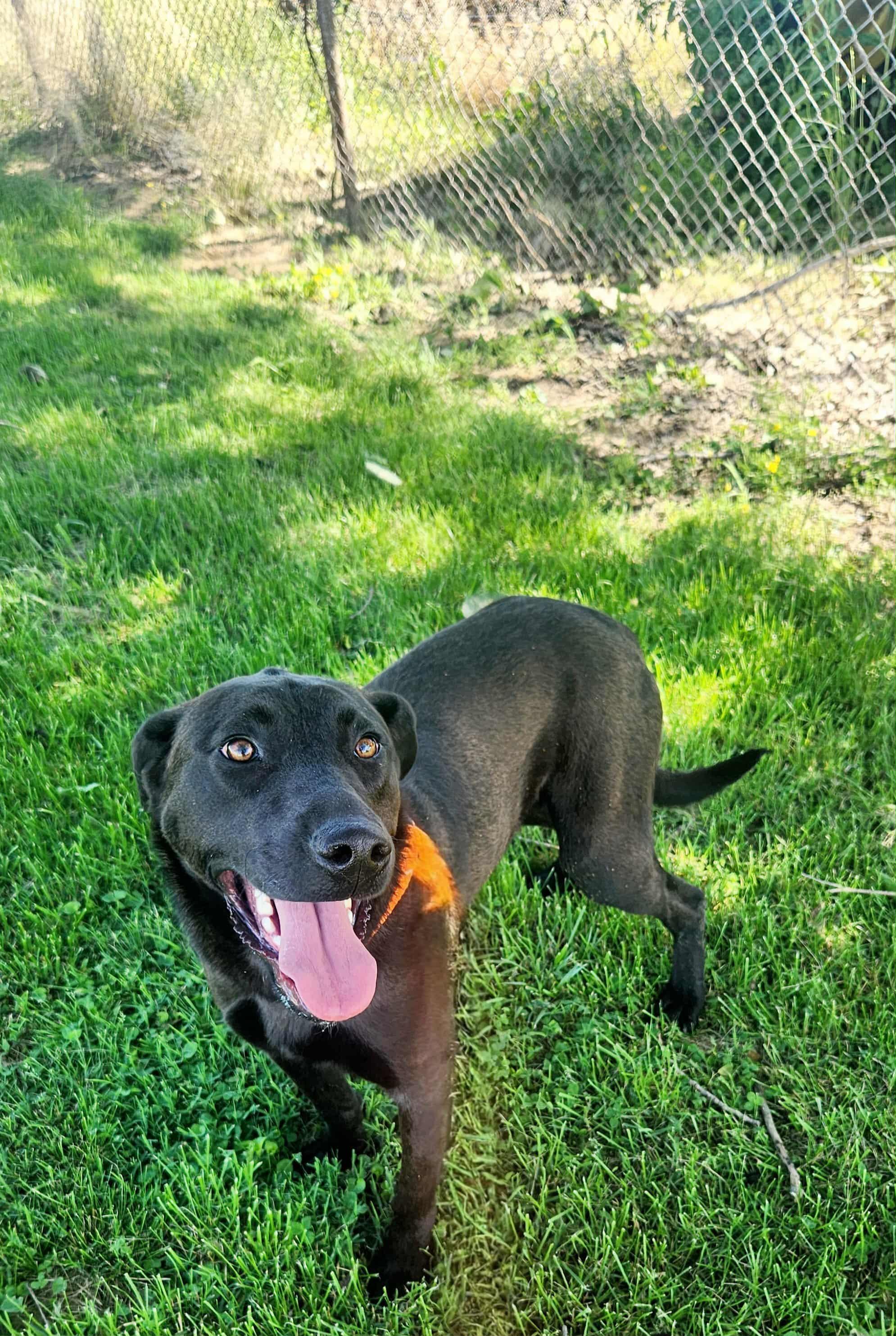 Enlarge Lennie, a Adoptable mixed breed in Greenville, KY image 2/4