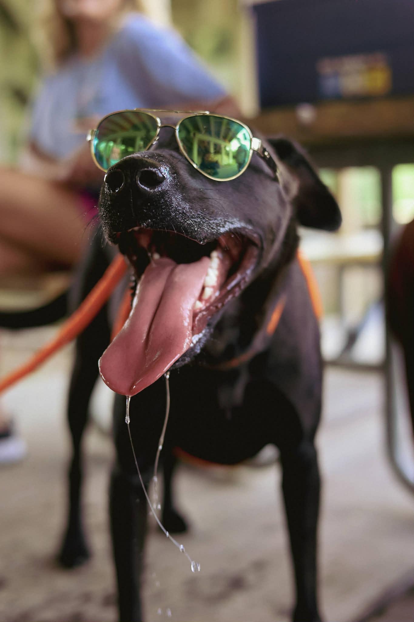 Lennie, Adoptable, Adult Female Black Labrador Retriever.