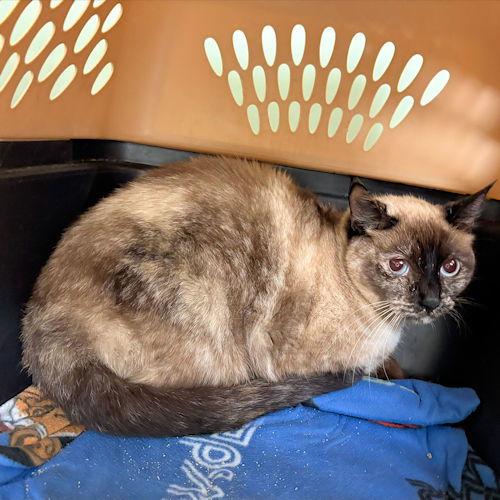 Little Barnes, Adoptable, Adult Female Siamese.