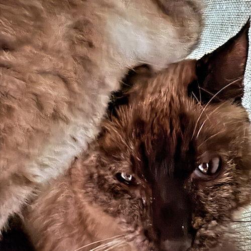 Little Barnes, a Adoptable Siamese in Rutherfordton, NC image 2/3