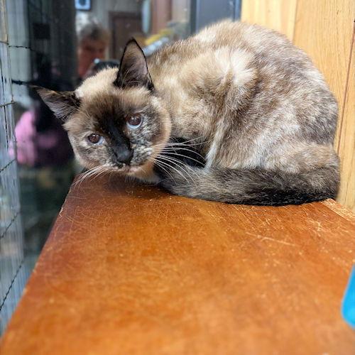 Little Barnes, a Adoptable Siamese in Rutherfordton, NC image 3/3