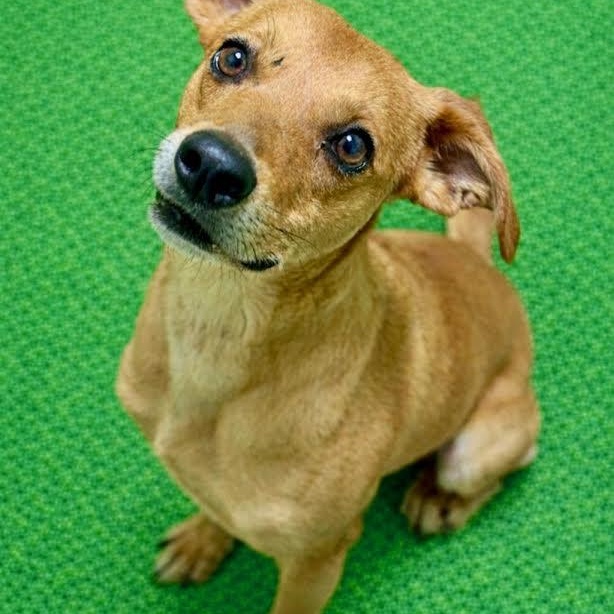 Peanut, adopted, Young Male Hound.