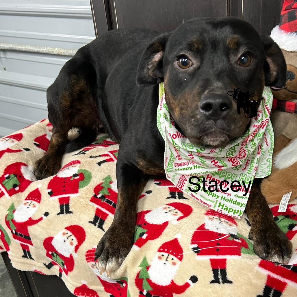 Stacey, a Adoptable Rottweiler in Princeton, KY image 1/2
