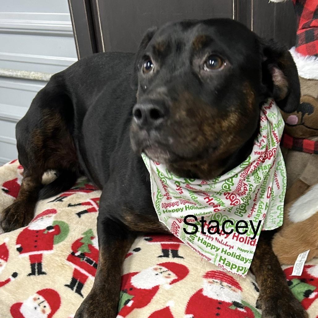Stacey, a Adoptable Rottweiler in Princeton, KY image 2/2