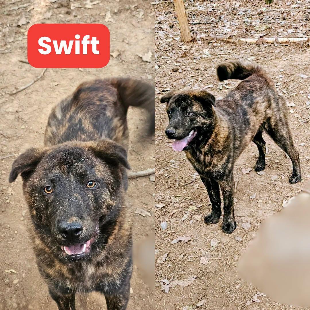 Swift, a Adoptable Chow Chow in Houston, TX image 1/6