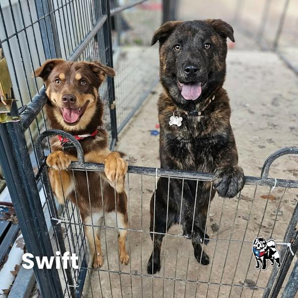 Swift, a Adoptable Chow Chow in Houston, TX image 2/6