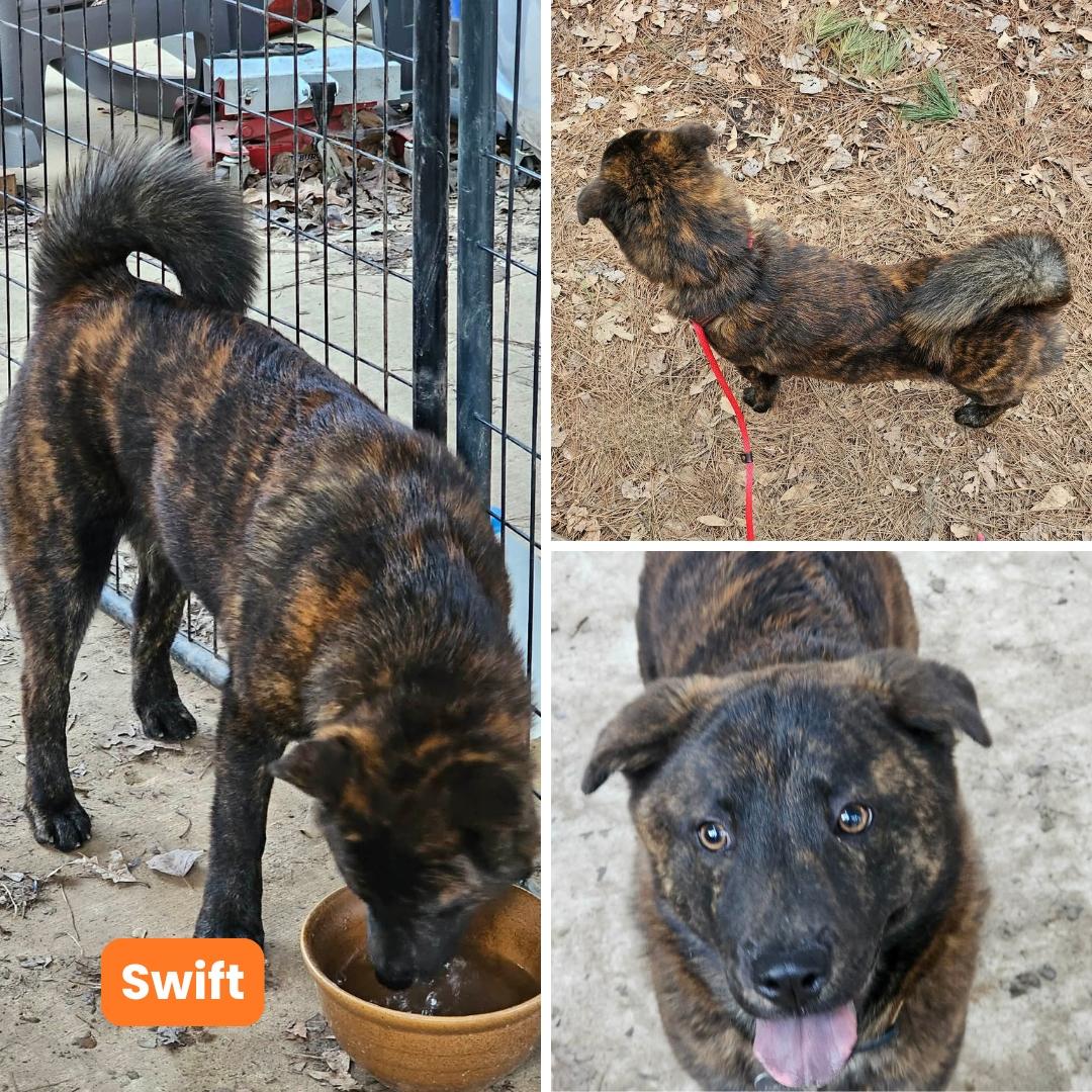 Swift, a Adoptable Chow Chow in Houston, TX image 1/6