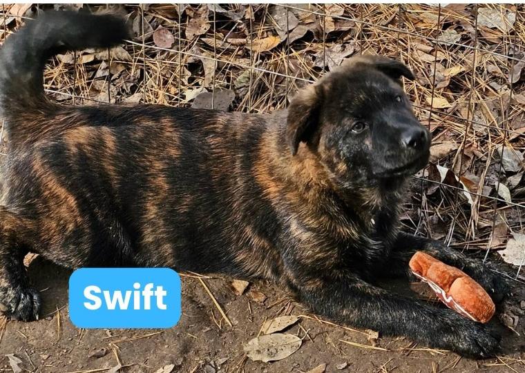Swift, a Adoptable Chow Chow in Houston, TX image 3/6