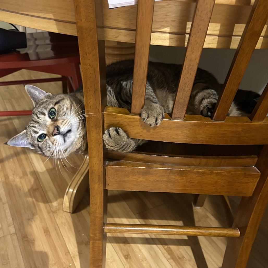 Lena, Adoptable, Senior Female Domestic Short Hair.