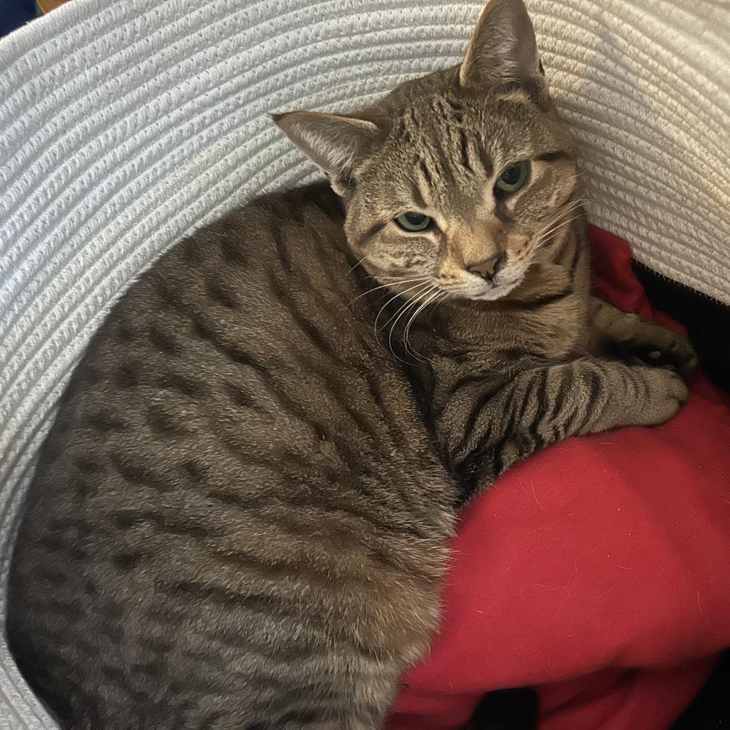 Enlarge Lena, a Adoptable Domestic Short Hair in Philadelphia, PA image 2/6