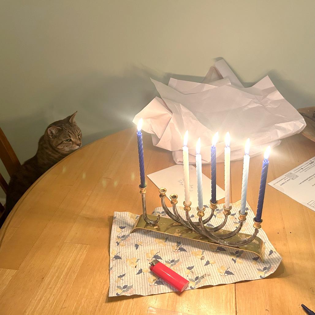 Enlarge Lena, a Adoptable Domestic Short Hair in Philadelphia, PA image 4/6