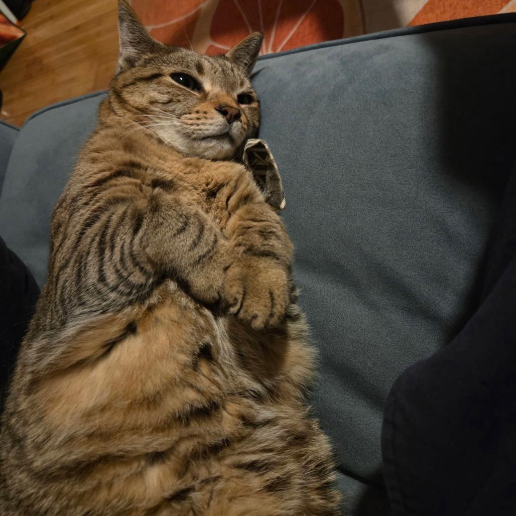 Enlarge Lena, a Adoptable Domestic Short Hair in Philadelphia, PA image 5/6