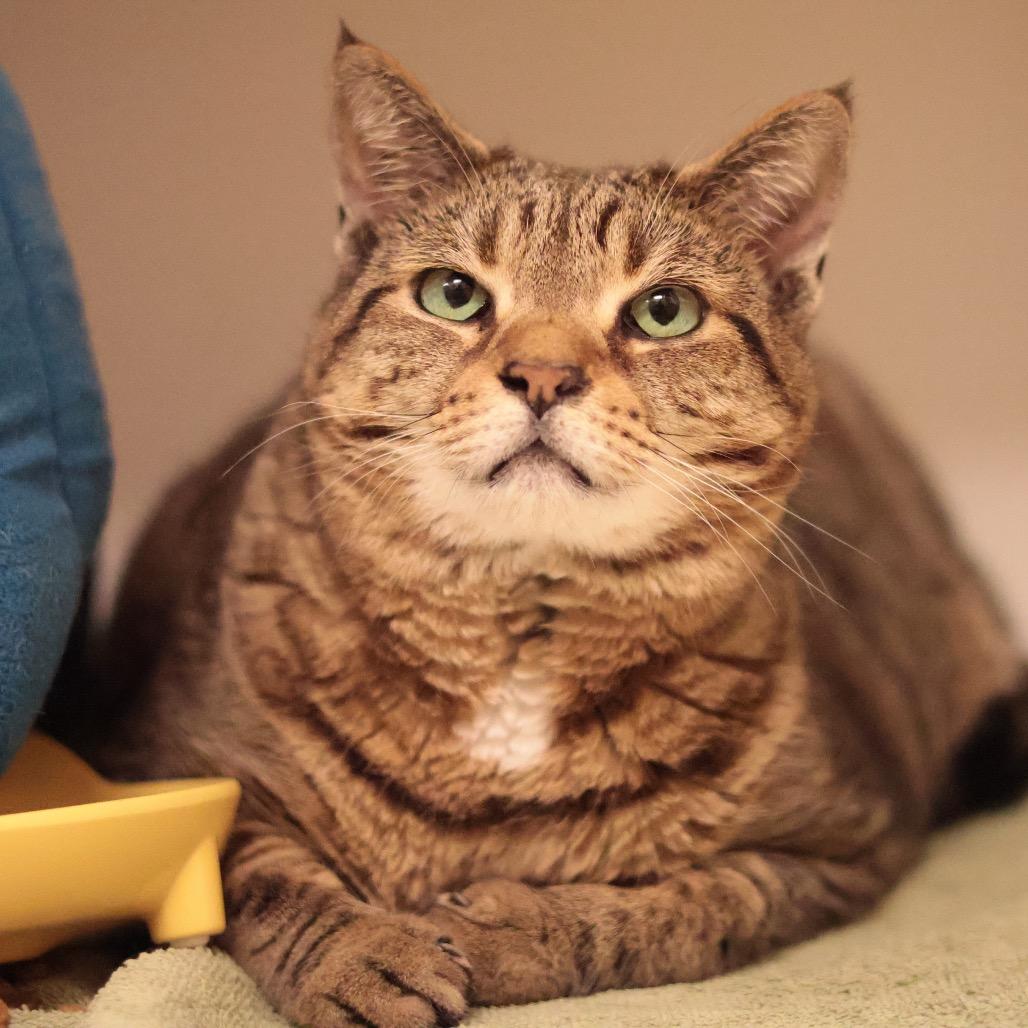 Enlarge Lena, a Adoptable Domestic Short Hair in Philadelphia, PA image 6/6