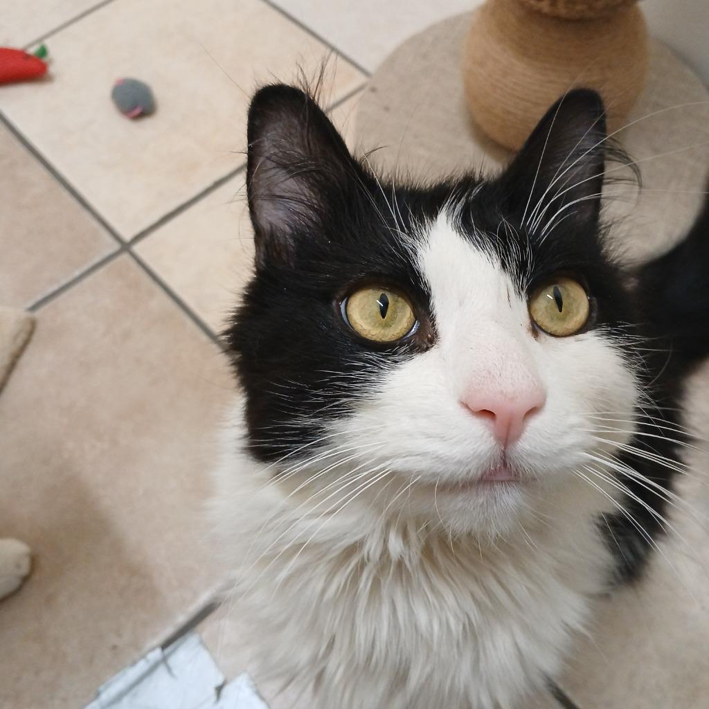 Solstice, a Adoptable mixed breed in Fall River, MA image 1/6