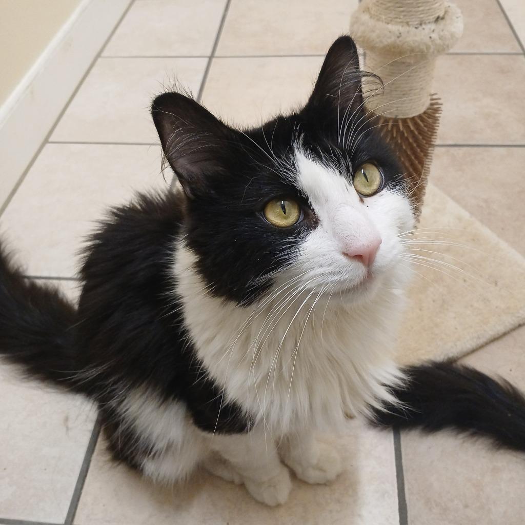 Solstice, a Adoptable mixed breed in Fall River, MA image 2/6