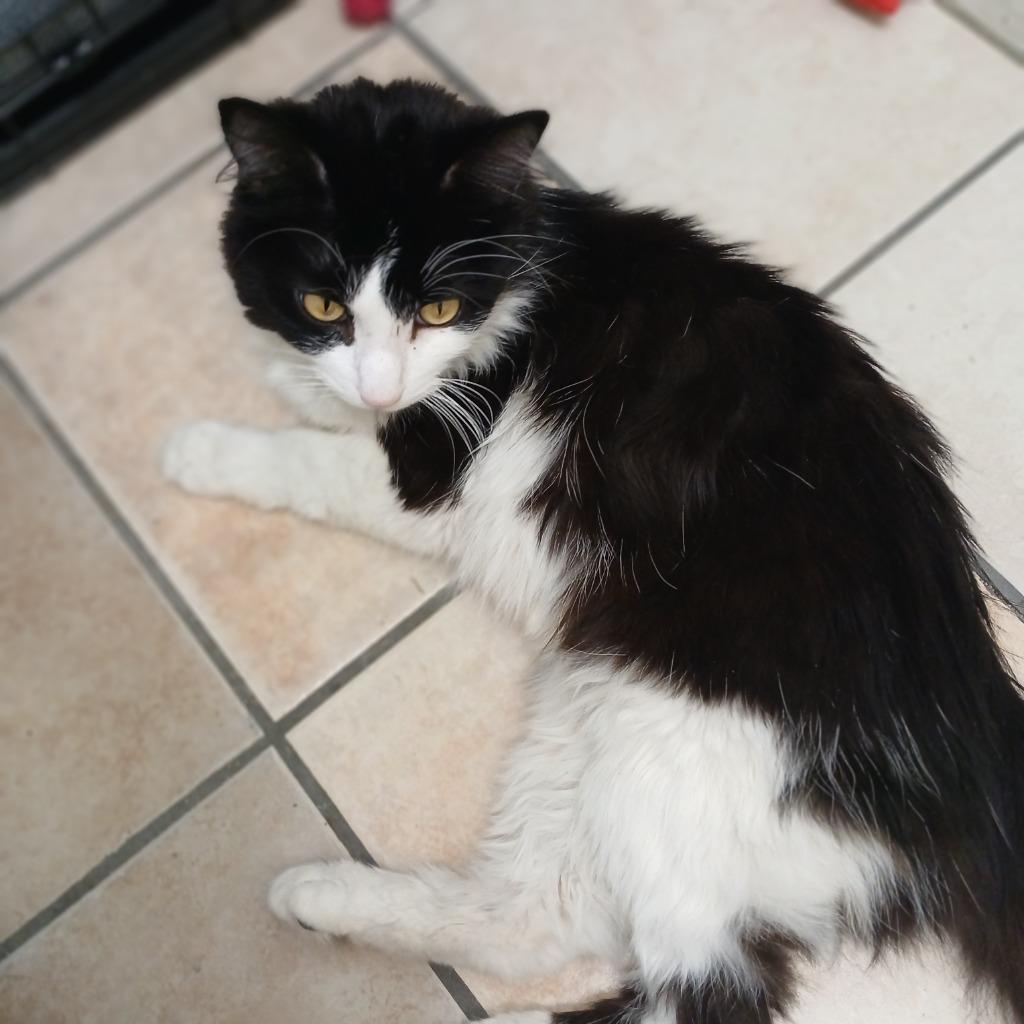 Enlarge Solstice, a Adoptable mixed breed in Fall River, MA image 2/6