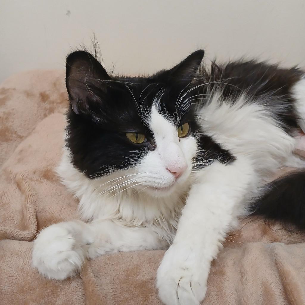 Solstice, a Adoptable mixed breed in Fall River, MA image 3/6