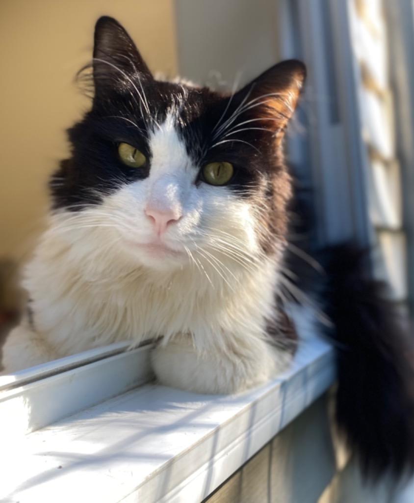 Solstice, a Adoptable mixed breed in Fall River, MA image 4/6