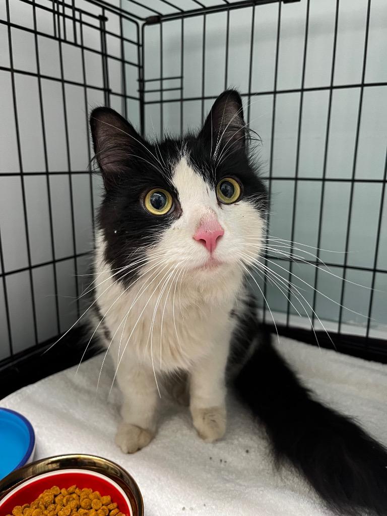 Solstice, a Adoptable mixed breed in Fall River, MA image 5/6