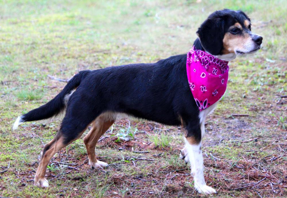 Athena, a Adoptable mixed breed in Cheboygan, MI image 6/6