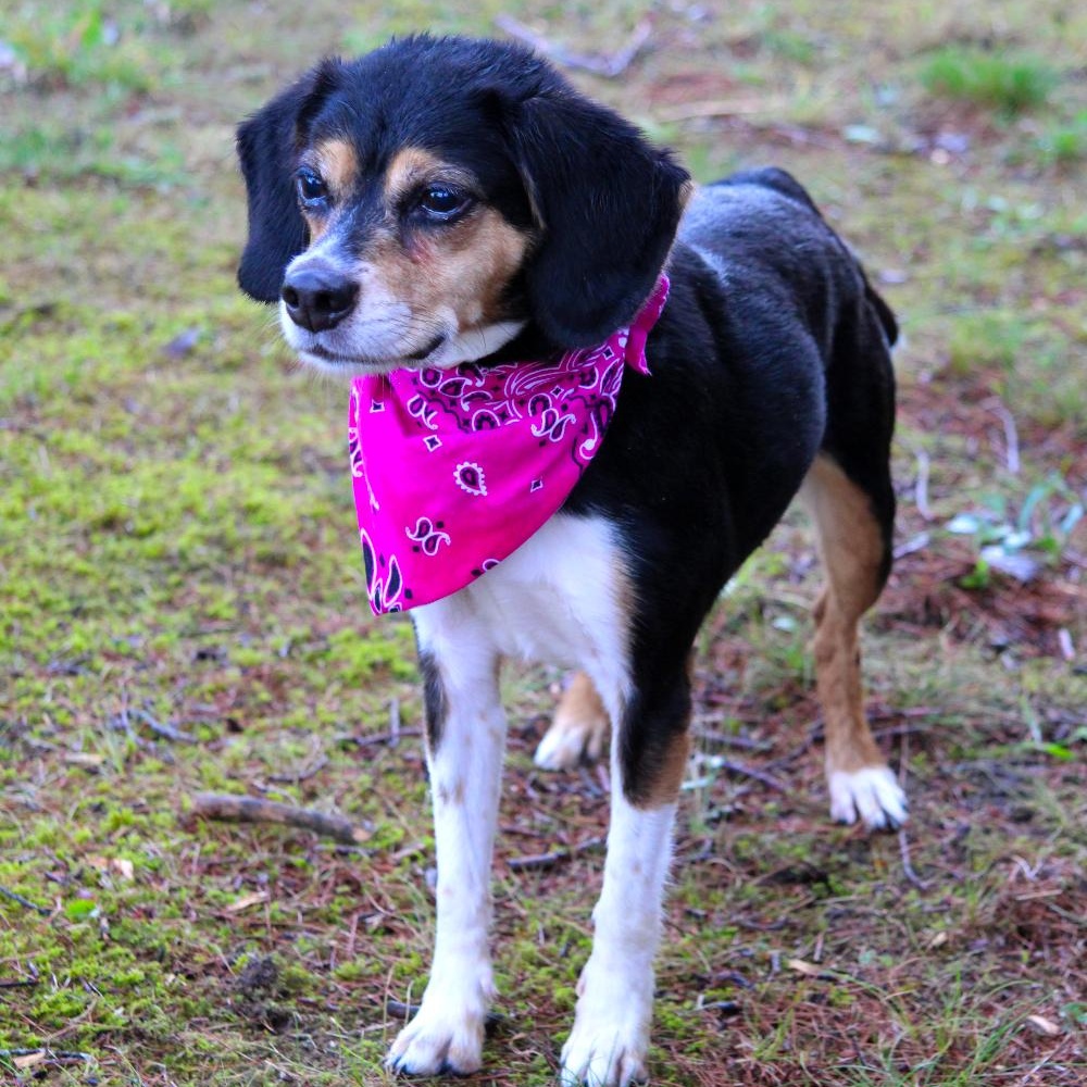 Athena, a Adoptable mixed breed in Cheboygan, MI image 3/6